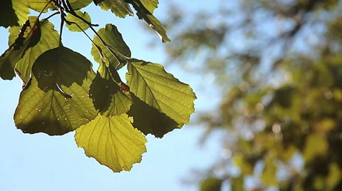 Leaves of a tree in a quiet day at the end of summer Stock Footage 55796846