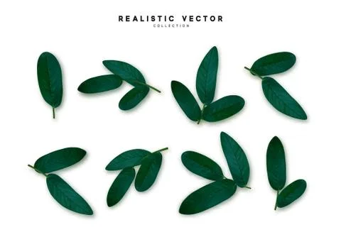 Leaves from the tree realistic design elements isolated on white background.  Stock Illustration