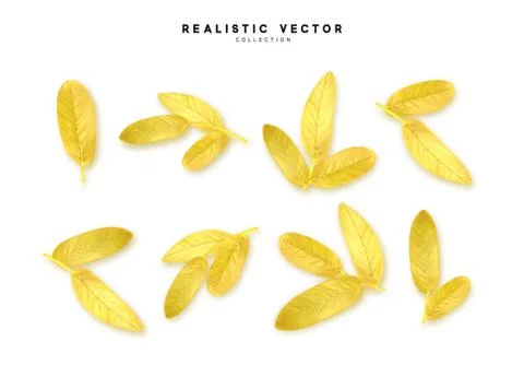 Leaves from the tree realistic design elements isolated on white background.  Stock Illustration