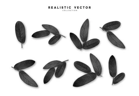 Leaves from the tree realistic design elements isolated on white background.  Stock Illustration