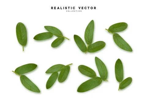 Leaves from the tree realistic design elements isolated on white background.  Illustrazione stock