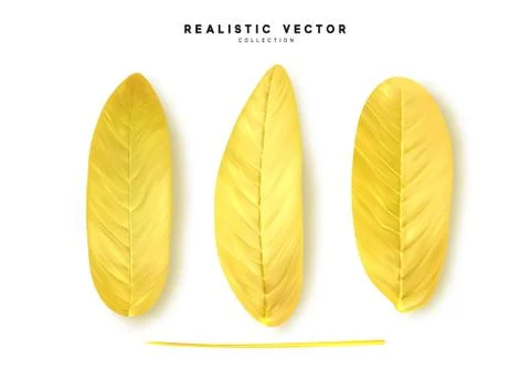 Leaves from the tree realistic design elements isolated on white background.  Stock Illustration