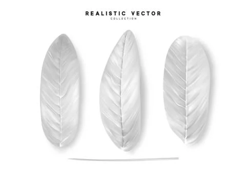 Leaves from the tree realistic design elements isolated on white background.  Stock Illustration