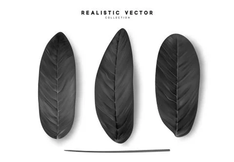 Leaves from the tree realistic design elements isolated on white background.  Stock Illustration