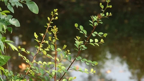 Leaves of tree with river background Stock Footage 87057193