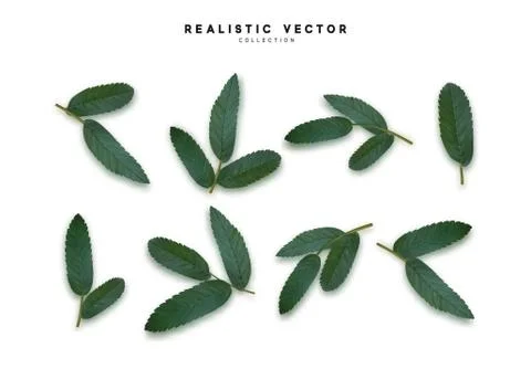 Leaves from the tree. set of realistic simple petals and leaves. Vector illus Stock Illustration