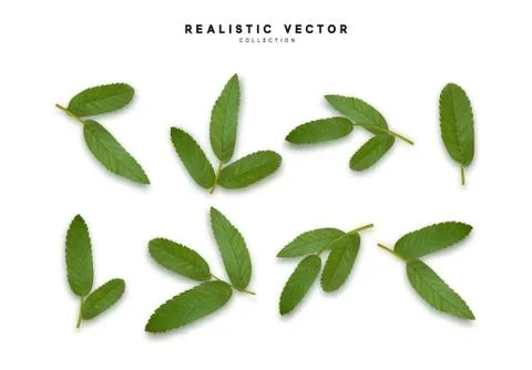 Leaves from the tree. set of realistic simple petals and leaves. Vector illus Stock Illustration