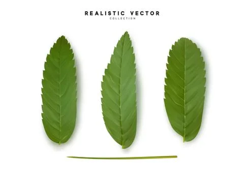 Leaves from the tree. set of realistic simple petals and leaves. Vector illus Stock Illustration