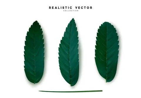 Leaves from the tree. set of realistic simple petals and leaves. Vector illus 스톡 일러스트