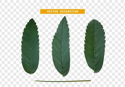 Leaves from the tree. set of realistic simple petals and leaves. Vector illus 스톡 일러스트