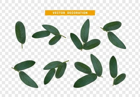 Leaves from the tree. set of realistic simple petals and leaves. Vector illus Stock Illustration