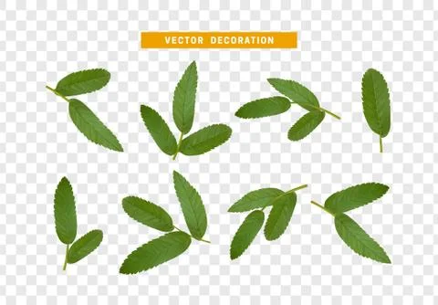Leaves from the tree. set of realistic simple petals and leaves. Vector illus Stock Illustration