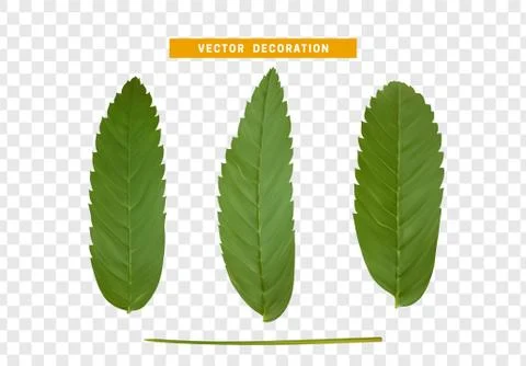 Leaves from the tree. set of realistic simple petals and leaves. Vector illus Illustrazione stock