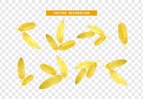 Leaves from the tree. set of realistic simple petals and leaves. Vector illus Stock Illustration