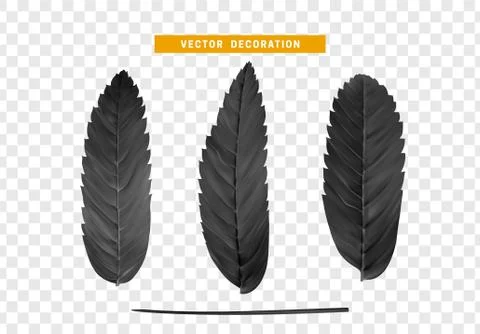 Leaves from the tree. set of realistic simple petals and leaves. Vector illus Stock Illustration