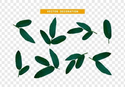 Leaves from the tree. set of realistic simple petals and leaves. Vector illus Stock Illustration