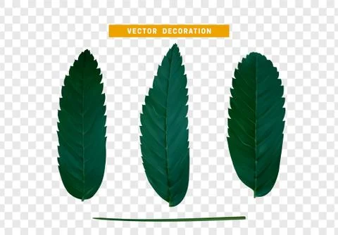 Leaves from the tree. set of realistic simple petals and leaves. Vector illus Illustrazione stock
