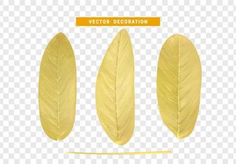 Leaves from the tree. set of realistic simple petals and leaves. Vector illus Stock Illustration