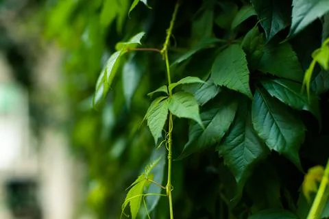 Leaves of a tree in the setting sun Stock Photos