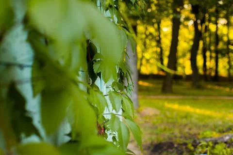 Leaves of a tree in the setting sun Stock Photos