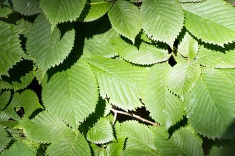 The leaves of the tree in the shade of the tree Stock Photos