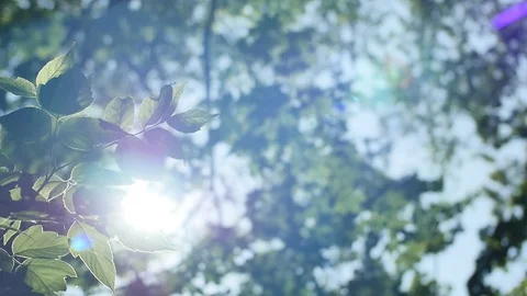 The leaves of the tree shine in the background of the sun Stock Footage 93448876
