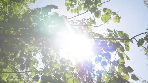 The leaves of the tree shine in the background of the sun Stock Footage 93664071
