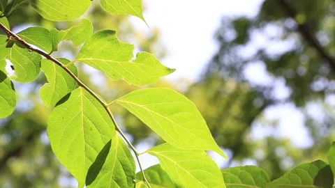 Leaves of the tree shine in the sun Video stock 303123274