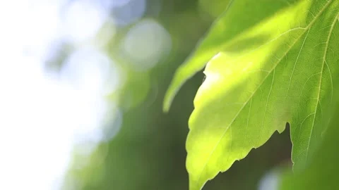 Leaves of the tree shine in the sun Stock Footage 303550995