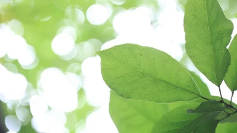  leaves of the tree shine in the sun 스톡 동영상 303883726