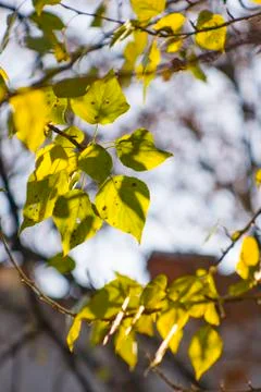 The leaves of the tree shine through the rays of the sun Stock Photos