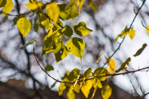The leaves of the tree shine through the rays of the sun Stock Photos