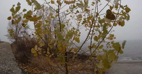 Leaves on the Tree, Shoot the Breeze of the Wind on the River Bank Stock Footage 60563277