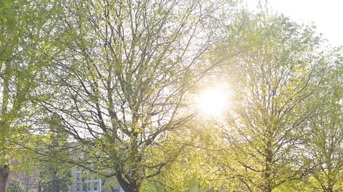 Leaves of a tree, shrub in the sunlight. Sunset and nature Video stock 127926323