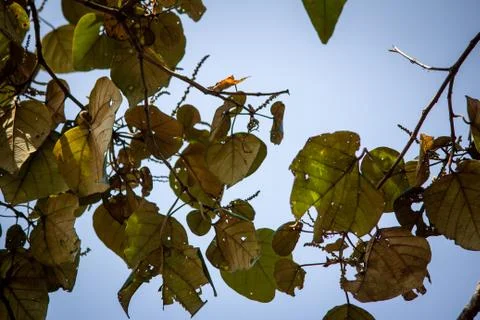 Leaves of a tree with sky background, Mysore, India. Selective focus. Stock Photos