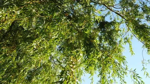 Leaves on tree slowly moving in evening 動画素材 219002267