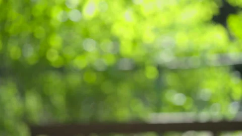 The leaves of the tree spring background blur the background Stock Footage 130566222