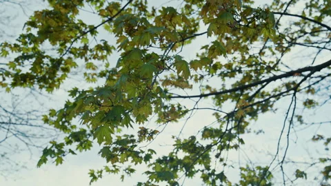 Leaves On a Tree In Springtime Backlit By The Sun Slow Motion 4K Stock Footage 308392478