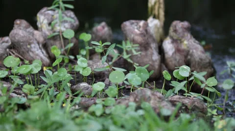 Leaves On Tree Stump Stock Footage 26602236