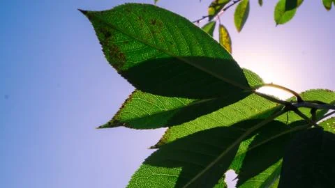 Leaves of the tree in the sun Stock Photos