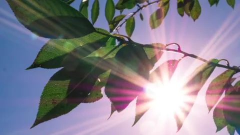 Leaves of the tree in the sun Stock Photos