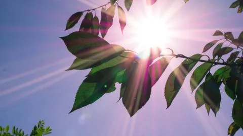 Leaves of the tree in the sun Stock Photos