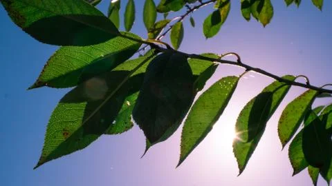 Leaves of the tree in the sun Stock Photos