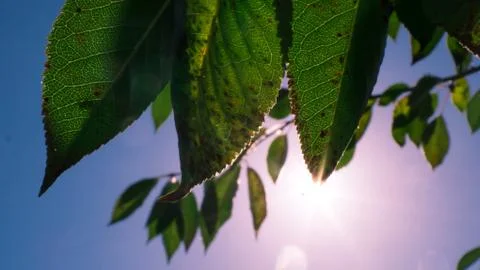 Leaves of the tree in the sun Foto stock