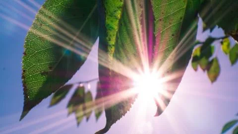 Leaves of the tree in the sun Foto stock