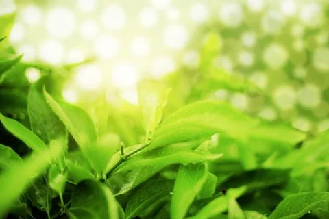 Leaves tree at sunlight. Stock Photos