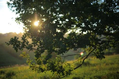 The leaves of the tree at sunset. Stock Photos