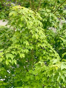 The leaves of a tree in the sunshine Stock Photos