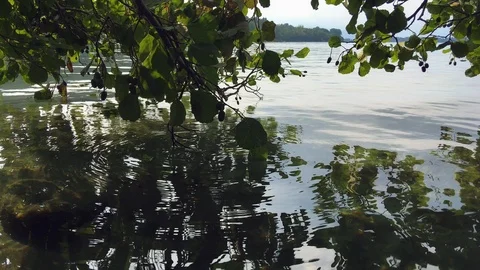 Leaves of a tree on the surface of the water Stock Footage 123233652