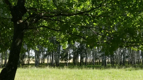 The leaves of the tree sway against the background of a birch grove. Stock Footage 92845031